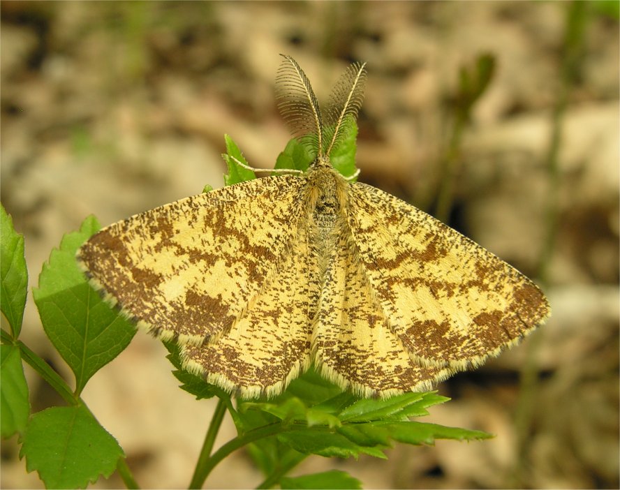 Ematurga atomaria